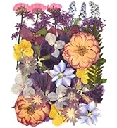 DALARAN 40 pcs Purple Flowers for Resin Model Real Dried Pressed Flowers Dry Leaves Bulk Natural ...