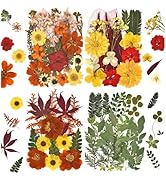 75 PCS Orange Natural Dried Flower for Soap Making, Candle Making and Resin Jewelry Making Presse...