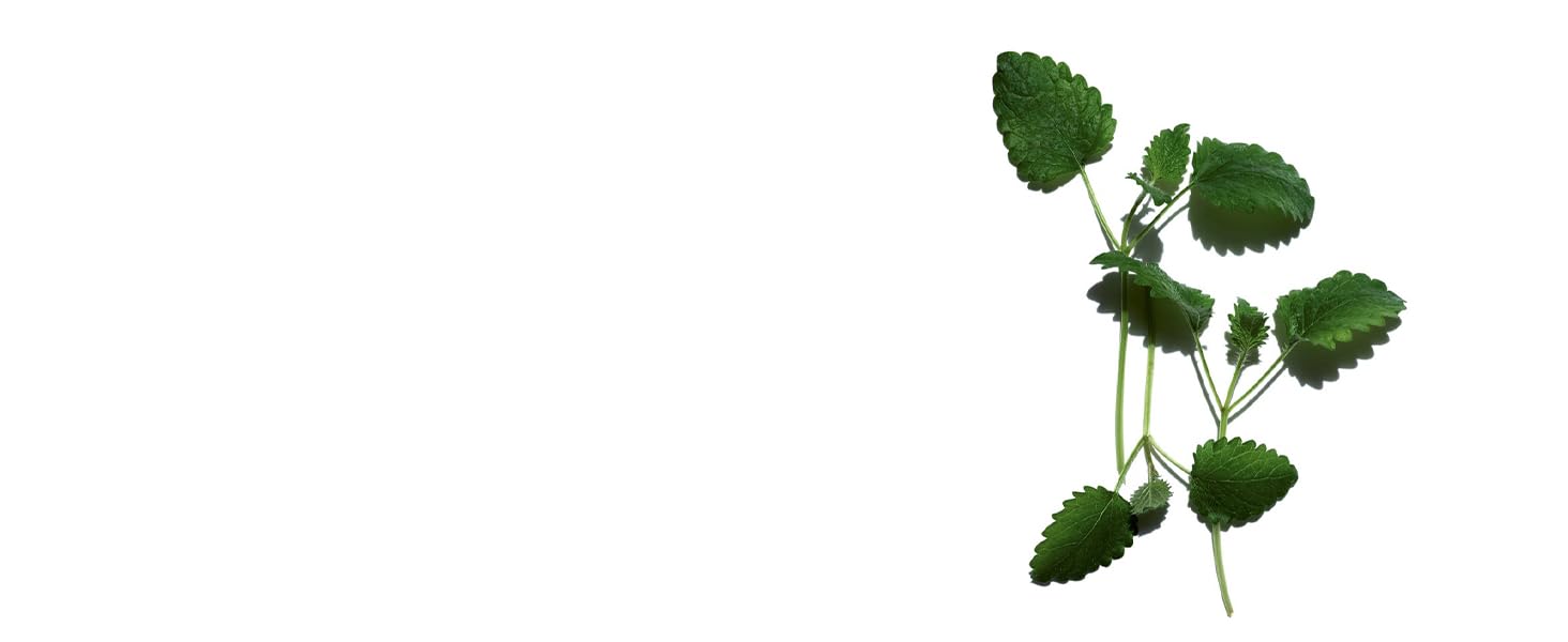 Lemon Balm