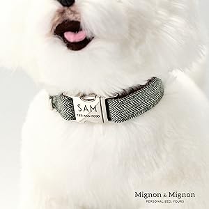 dog collar silver