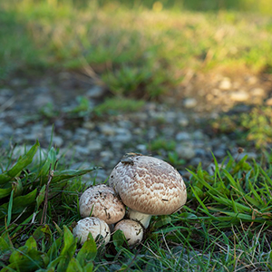 85 mm, 1100 sec, f9, ISO 280