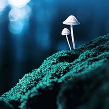 A close-up photograph of two small mushrooms on a bed of moss.