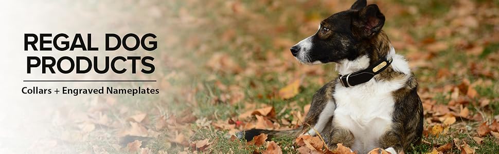 Custom dog collars